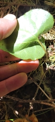 Asarum marmoratum