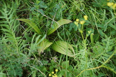 Veratrum nigrum