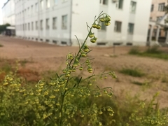 Artemisia sieversiana