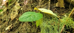 Asarum marmoratum