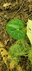 Asarum marmoratum