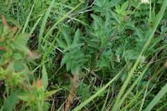 Filipendula stepposa