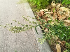 Artemisia vulgaris
