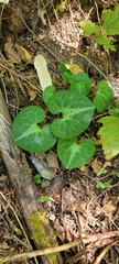 Asarum marmoratum