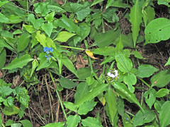 Aneilema dregeanum
