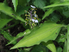 Aneilema dregeanum