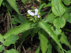 Aneilema dregeanum
