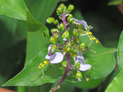 Aneilema dregeanum