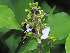 Aneilema dregeanum