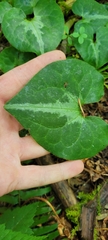 Asarum marmoratum