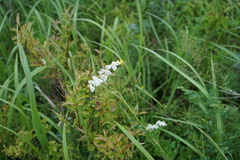 Achillea impatiens