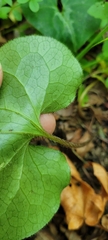 Asarum marmoratum