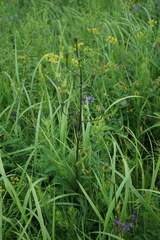 Lilium martagon pilosiusculum
