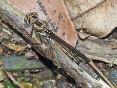 Platycypha fitzsimonsi