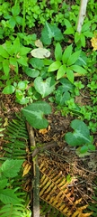 Asarum marmoratum
