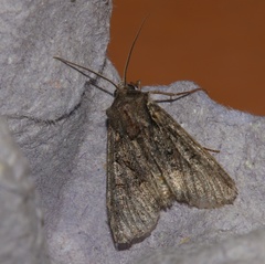 Mniotype adusta