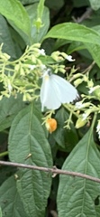 Lepidoptera