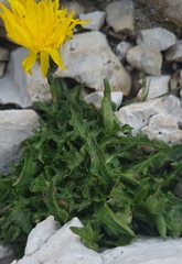 Crepis terglouensis