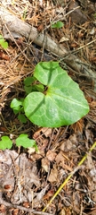Asarum marmoratum