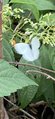 Lepidoptera