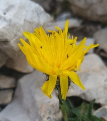Crepis terglouensis