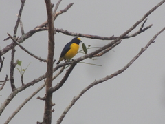 Euphonia imitans