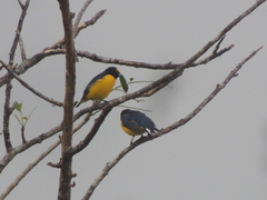 Euphonia imitans