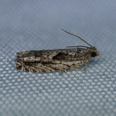 Gretchena delicatana