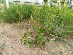 Chenopodium acuminatum
