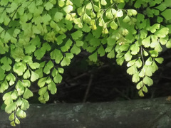 Adiantum raddianum