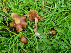 Psilocybe