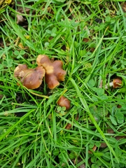 Psilocybe