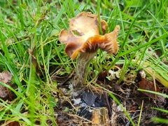 Psilocybe