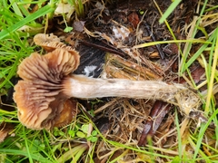 Psilocybe