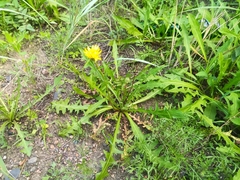 Taraxacum officinale