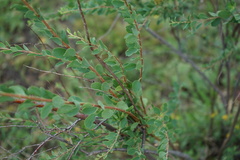 Spiraea hypericifolia
