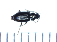 Bembidion biguttatum