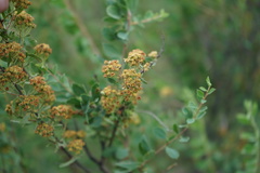 Spiraea hypericifolia