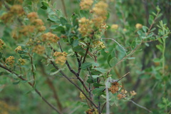 Spiraea hypericifolia