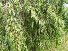 Ulmus pumila