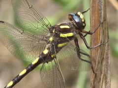Cordulegaster dorsalis