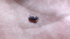 Sphenophorus venatus