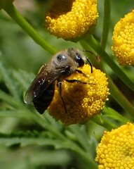 Colletes daviesanus