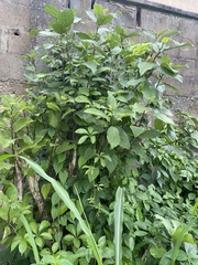 Ficus exasperata