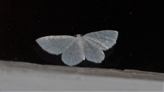 Asthena albulata