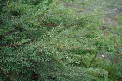 Spiraea hypericifolia