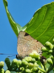 Deudorix epijarbas