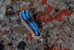 Chromodoris hamiltoni