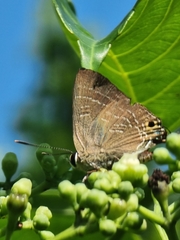 Deudorix epijarbas