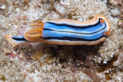 Chromodoris hamiltoni